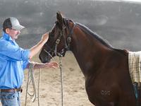 New Filly doing well at the Breakers