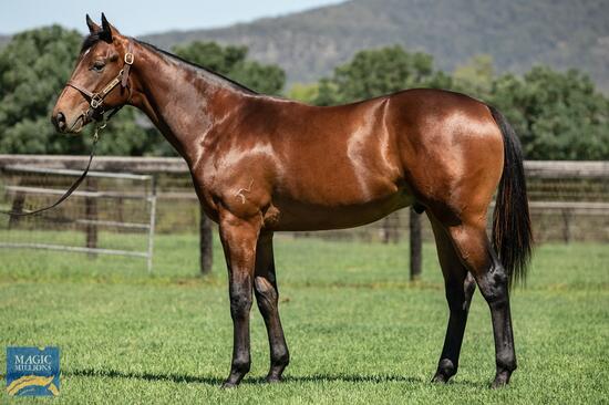 Unnamed Written Tycoon Colt