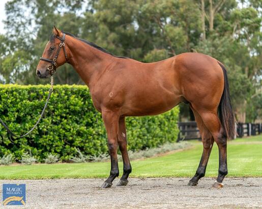 Unnamed Snitzel Colt