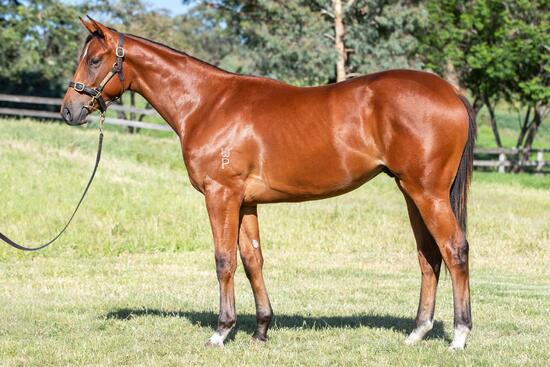 Unnamed Pariah Colt