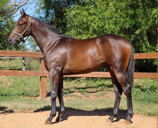 Unnamed Smart Missile Colt