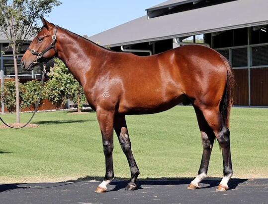 Unnamed Mikki Isle Colt