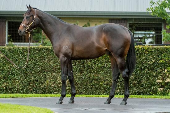 Unnamed Savabeel Colt