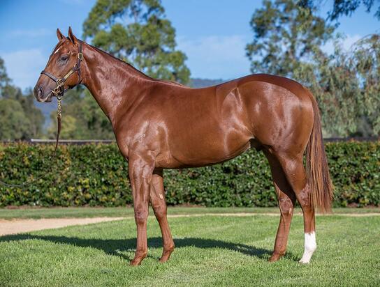 Unnamed Capitalist Colt