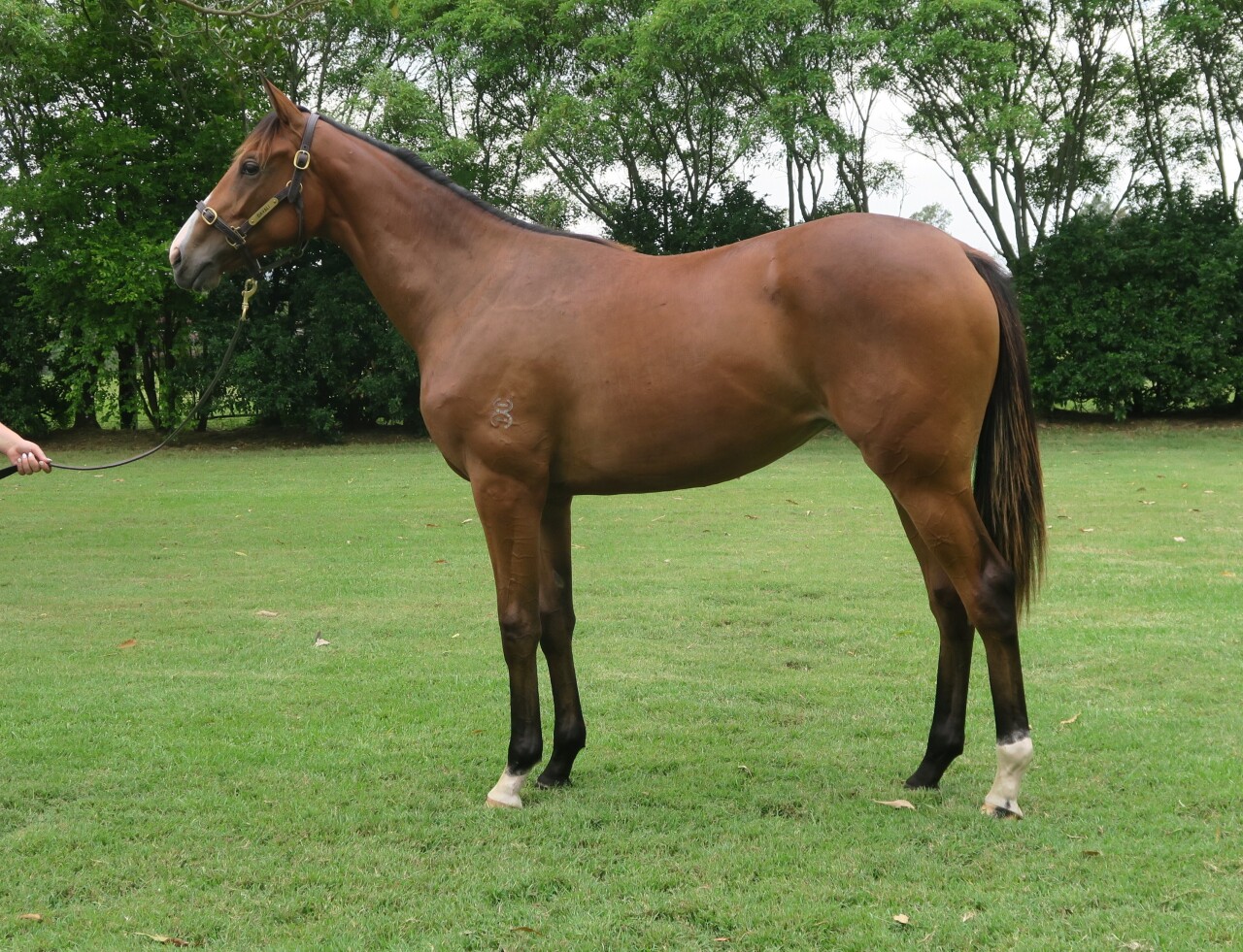 Un-named (Shalaa - Allaboutus)