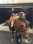 On Course for Cup Day