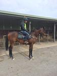 Sharp Running Colt