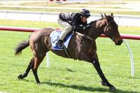 Wanted- Nice Horse!