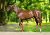 Premier Filly