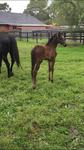 Jasper The Friendly Foal