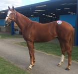 War Colt Joins The Team