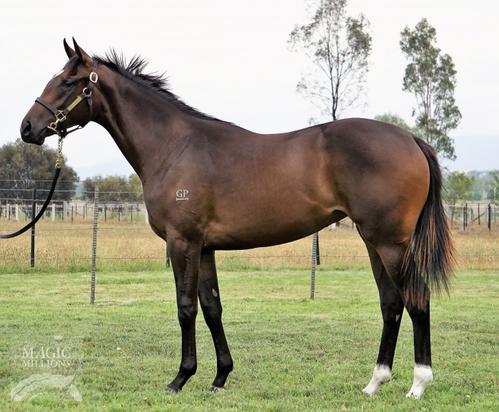 Brazen Beau X Honor Hymn 16