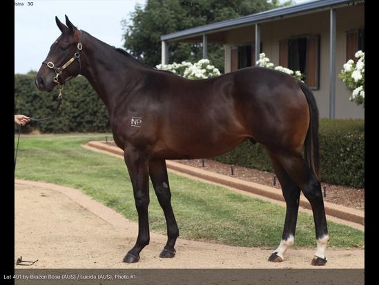 Brazen Beau X Lucida 16