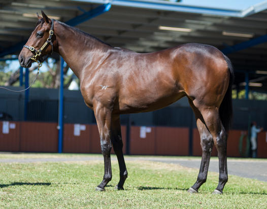 I Am Invincible X Geisha 16