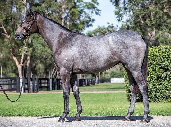 Tapit X Anatole 16 Filly