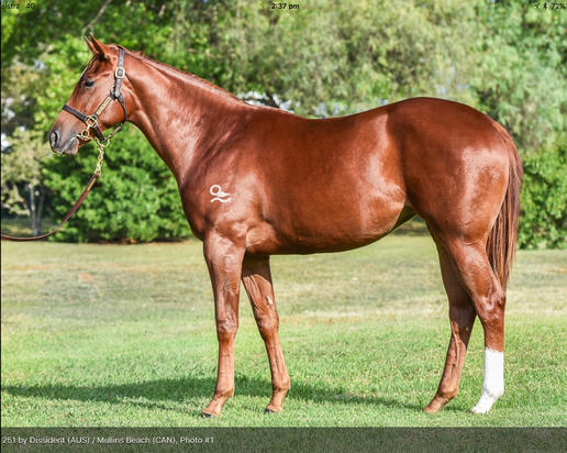 Dissident X Mullins Beach Filly