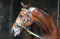 UPCOMING OPPORTUNITIES TO JOIN OUR STABLE