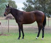 RACE THIS EARLY RUNNING FILLY