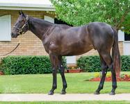 RACE A MAGIC MILLIONS COLT WITH AQUIS & SUMMIT RACING