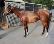 LAST CHANCE TO RACE A NICCONI 2YO