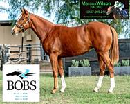 GET INVOLVED NOW - 2YO STAR WITNESS FILLY
