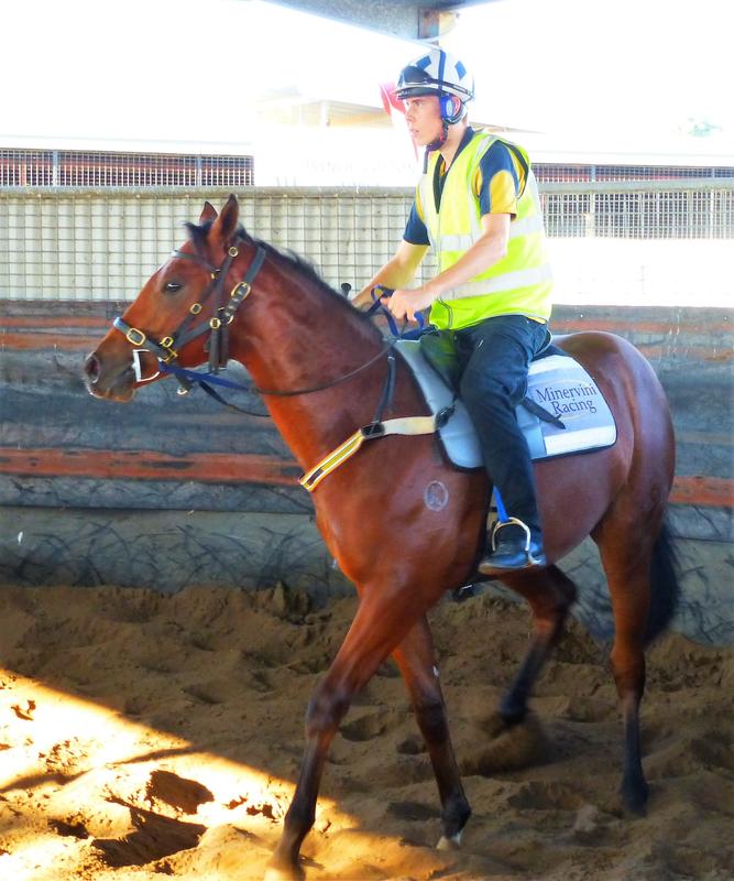 Horse Racing Shares Thoroughbred Race Horses for Sale in Australia