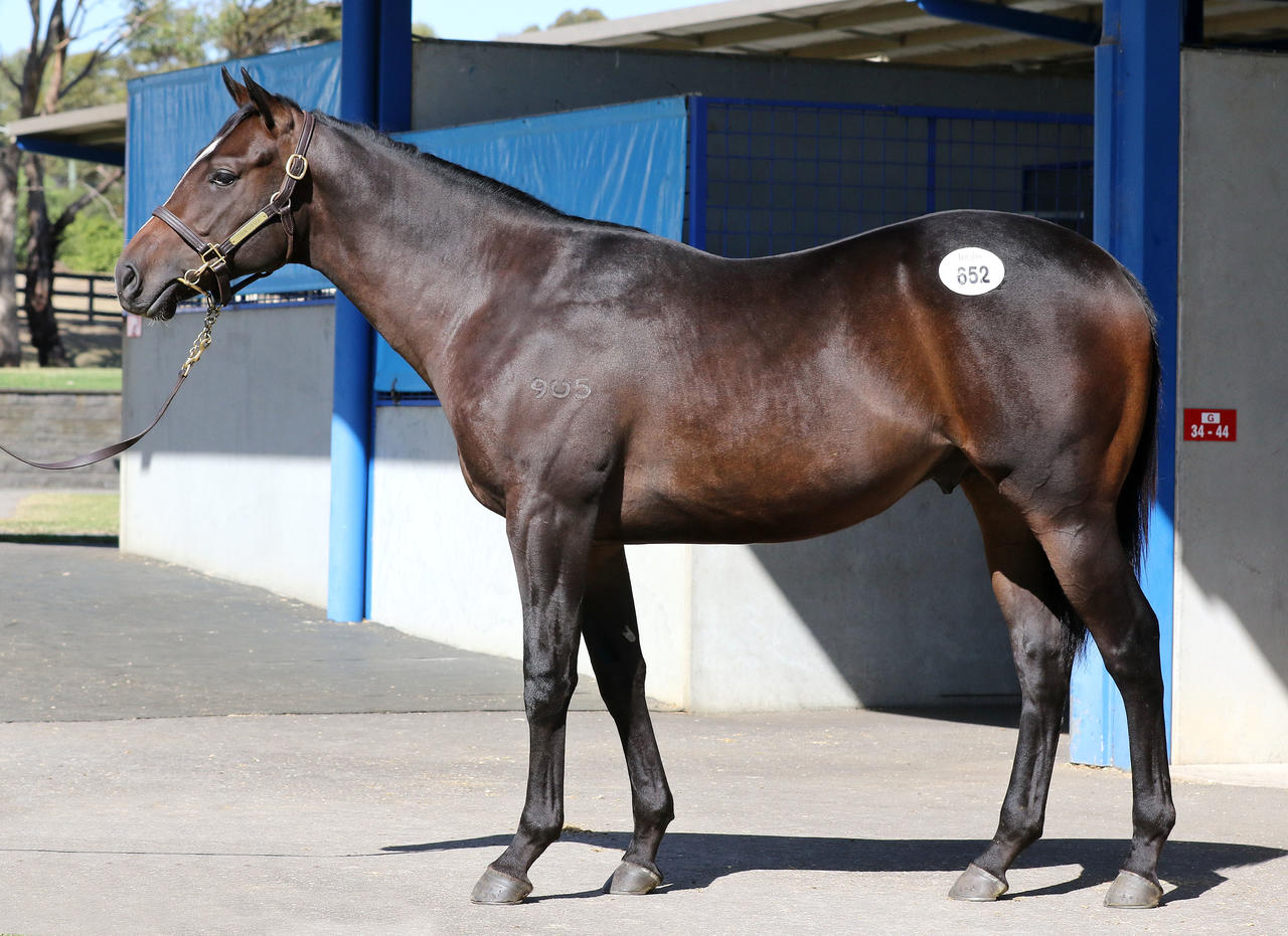 Horse Racing Shares Thoroughbred Race Horses for Sale in Australia