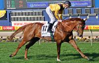 Experienced Track Work Rider Required - Newcastle