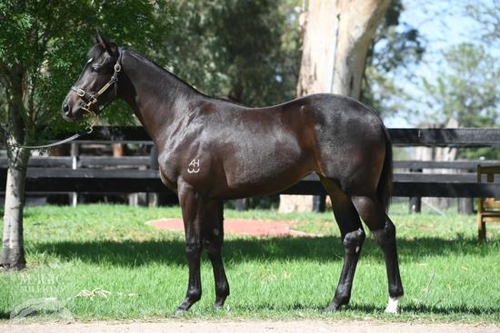 So You Think - Daytime Filly