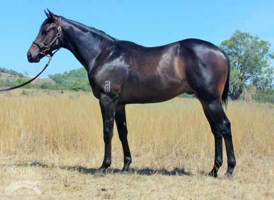 Press Statement - Mary Of Modena Gelding