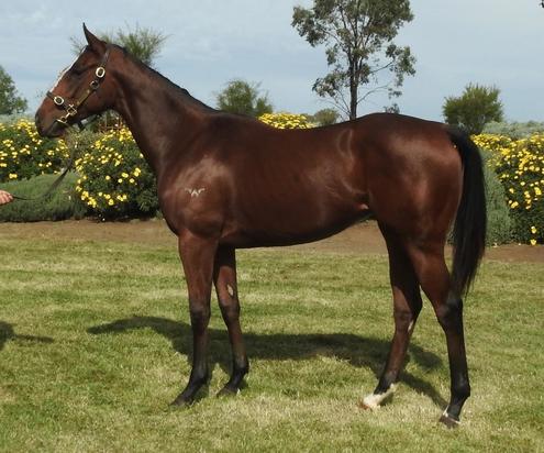 Written Tycoon - Promise Me Nothing Filly