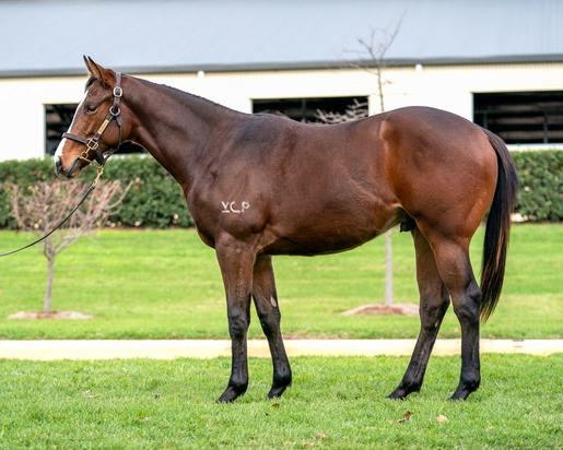 Rubick - Tawfiq Valley Colt