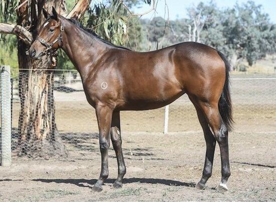 Exosphere - Donna Intelligente Filly
