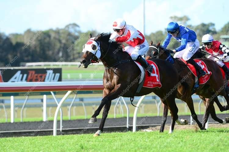 Australian Horse Trainer - Meagher Racing Pty Ltd