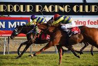 Darci's Affair Wins the Coffs Harbour Gold Cup!