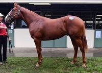 Dawn Approach X Grasslands Girl