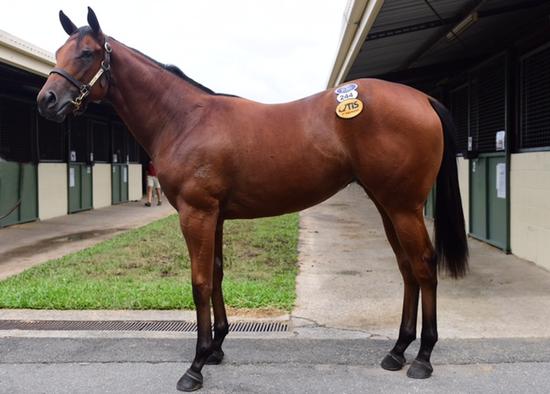 Star Witness X Roxy Express