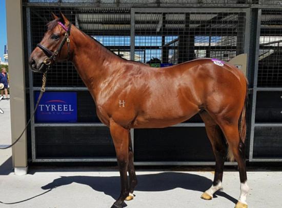 The Wow Signal X Oomaroo