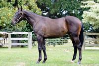 New Yearling Purchased by Delbridge Racing