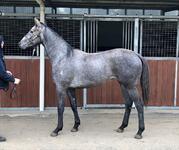 Puissance De Lune Grey Filly