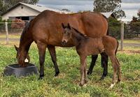 New Foal now 5 days old