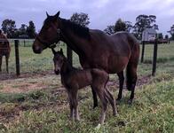 New Foal for Cinnamon Girl
