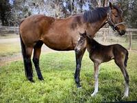 Colt by Toronado – Believabeel