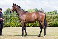 New Zealand 2017 Karaka Yearling Purchase