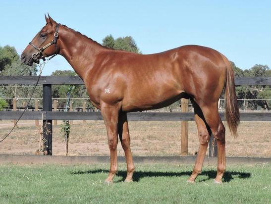 Star Witness X Danzability Colt