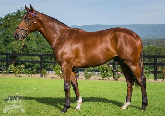 Fastnet Rock X My Tusker