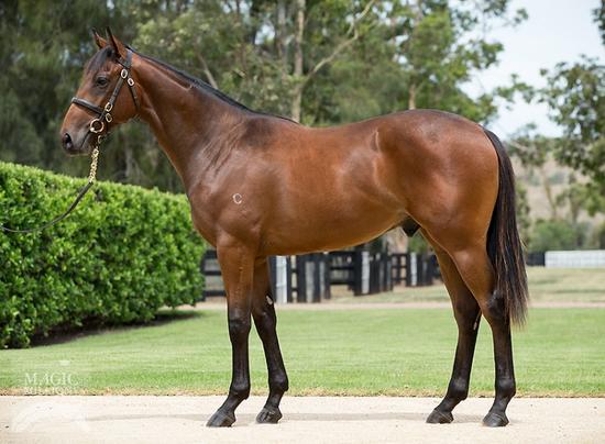 Pierro X Halle Rocks
