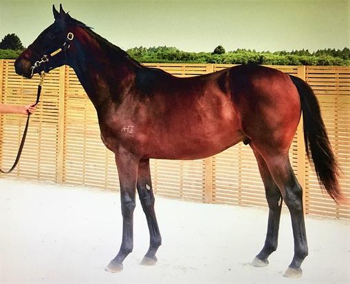 Camelot X Chrisalice