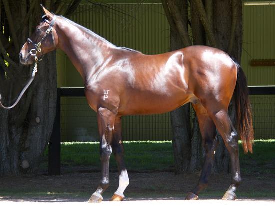 Medaglia D