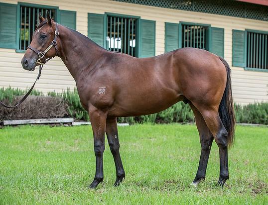 Denman X Watchme